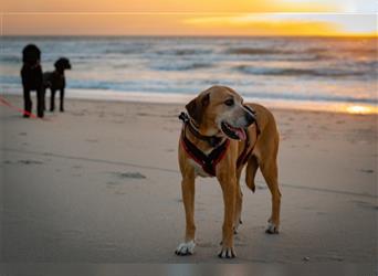 Liebenswertes Goldstück "Mel" sucht tolle Menschen mit Hund