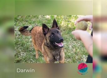 Darwin- Hund sucht wunderbare Zukunft!