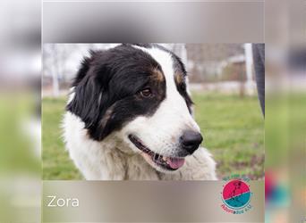 Zora – Herdenschutzhund-Mischling sucht sein Rudel