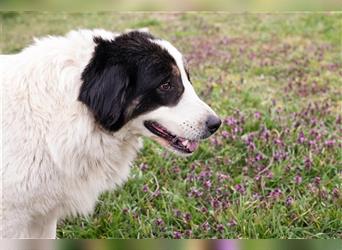 Zora – Herdenschutzhund-Mischling sucht sein Rudel