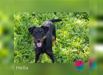Hella – Zeit für einen hella coolen Hund?