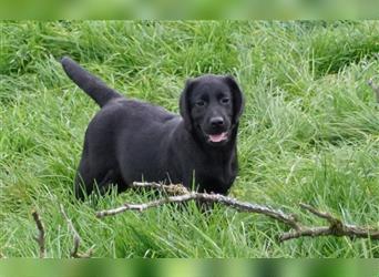 "Queira" Labrador Hündin schwarz