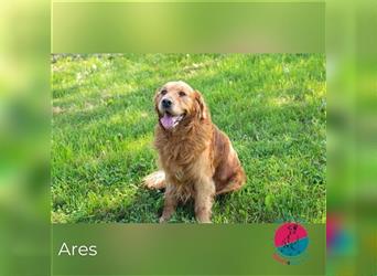 Ares - Warmes Körbchen für charakterstarken Ares gesucht