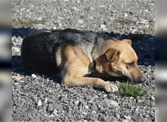 Sohpia - Sanfte und zurückhaltende Schäferhund-Mixhündin, ca. 3 Jahre alt