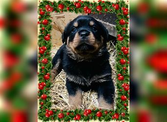 Rottweiler – Welpe Hasso pünktlich zu Weihnachten