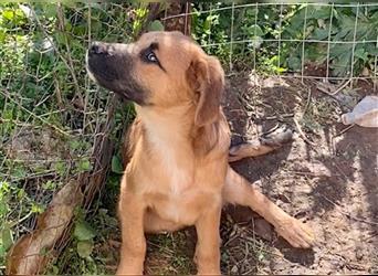 Luca, liebenswerter Hundemann, ca. 10 Monate, ca. 52 cm, 22 kg