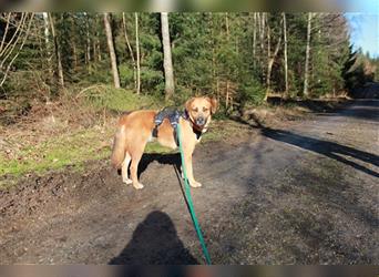 Luca, liebenswerter Hundemann, ca. 10 Monate, ca. 52 cm, 22 kg