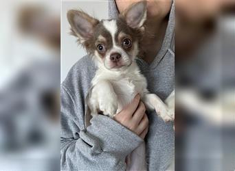 Reinrassiger langhaar Lila Chihuahua Rüde 4,5 Monate alt