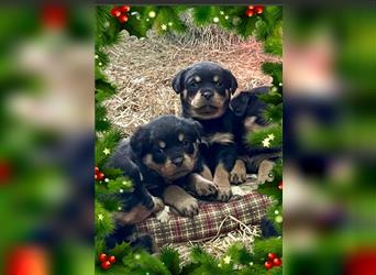 Rottweiler-Welpe Hasso - zu Weihnachten abzugeben