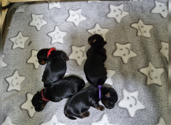 Mini yorkshire terrier suchen ab Februar ein neues Zuhause