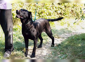 Dobra ist ein Cane Corso Mischling und daher etwas für Kenner und Liebhaber dieser Hunderasse.
