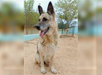 GAIA, eine Schäferhundomi sucht ihren Altersruhesitz