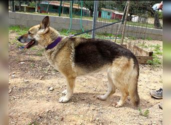GAIA, eine Schäferhundomi sucht ihren Altersruhesitz