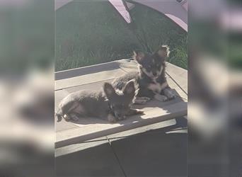 Chihuahua Welpe Unser kleinster sucht dich C-Yay