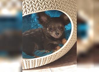 Chihuahua Welpe Unser kleinster sucht dich C-Yay