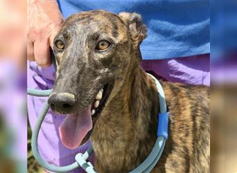 Stormy, offener Galgo