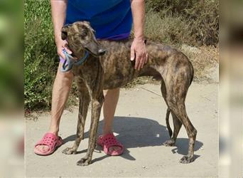 Stormy, offener Galgo