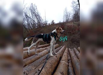 Sifi 12/2021 (DE Pflegestelle) - menschenbezogener und lernwilliger Hirtenhund-Mix