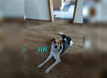 Sifi 12/2021 (DE Pflegestelle) - menschenbezogener und lernwilliger Hirtenhund-Mix