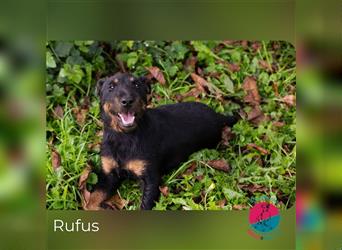 Rufus- Energiebündel auf der Suche nach neuen Abenteuern
