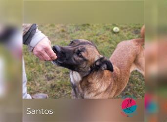 Santos – Energiebündel sucht liebevolles Zuhause