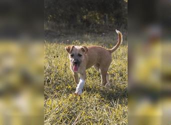 Elffie Süße Schnauzer-Terrier-Border Collie Mischlings Hündin sucht ihr Zuhause