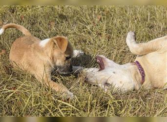 Elffie Süße Schnauzer-Terrier-Border Collie Mischlings Hündin sucht ihr Zuhause