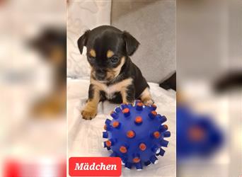 Chihuahua Welpen 2Rüden und 1 Mädchen