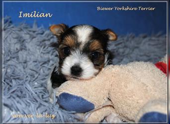 Yorkshire Terrier-Biewer Yorkshire Terrier Welpe - Rüde
