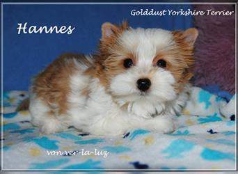 Yorkshire Terrier-Golddust Yorkshire Terrier Welpe-Rüde