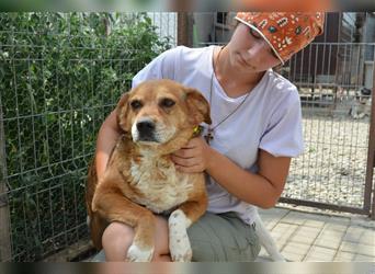 Fritz: viel zu lieb und zu sanft für das Leben im Tierheim