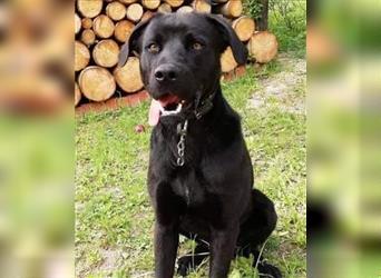 Bundi - der Labrador wartet in Deutschland auf Pflegestelle