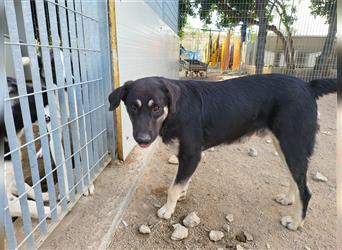 Suro: Traumhund für aktive Familien