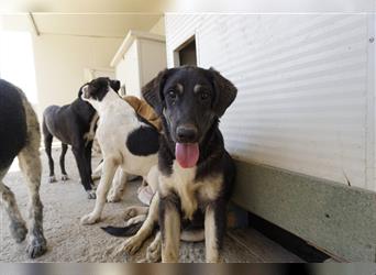 Suro: Traumhund für aktive Familien
