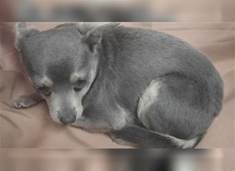 Chihuahua Maxie...