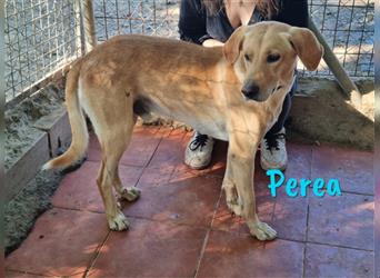 Perea 06/2019 (ESP) - sozial verträglicher und verschmuster Labrador-Mix