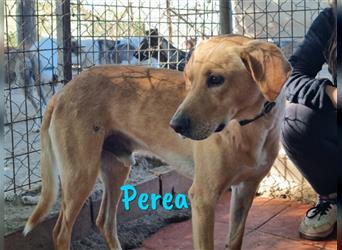 Perea 06/2019 (ESP) - sozial verträglicher und verschmuster Labrador-Mix