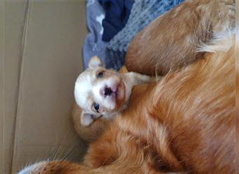 Reinrassige Langhaar Chihuahuawelpen, Kerngesund, komplett geimpft und bestens sozialisiert.
