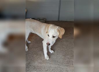Labrador Mischling Toby (Geboren Juni 2022) sucht sein Zuhause