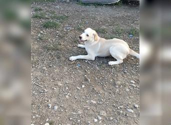 Labrador Mischling Toby (Geboren Juni 2022) sucht sein Zuhause
