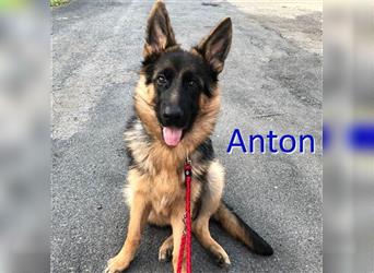 ANTON sucht liebevolles Zuhause