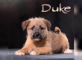 Duke, ein verspielter kleiner Racker!