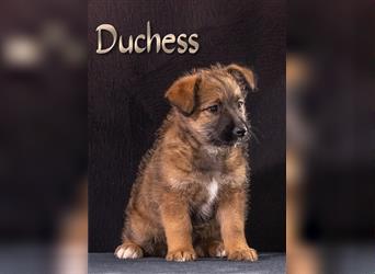 Duchess, ein allerliebstes Hundekind!