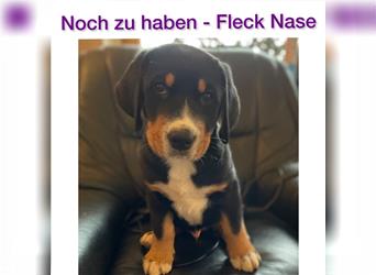 Große Schweizer Sennenhund Welpen