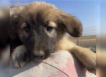 Emelie, geb. ca. 09/2022, lebt in GRIECHENLAND, auf einem Gelände, auf dem die Hunde notdürftig vers