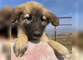 Emelie, geb. ca. 09/2022, lebt in GRIECHENLAND, auf einem Gelände, auf dem die Hunde notdürftig vers