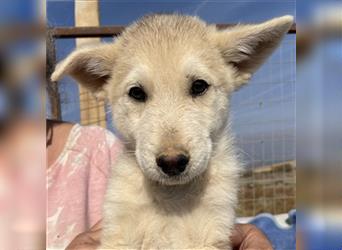 Dobby, geb. ca. 09/2022, lebt in GRIECHENLAND, auf einem Gelände, auf dem die Hunde notdürftig vers