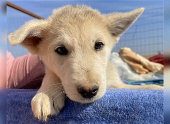 Dobby, geb. ca. 09/2022, lebt in GRIECHENLAND, auf einem Gelände, auf dem die Hunde notdürftig vers