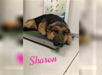 Sharon möchte endlich ein Familienhund sein