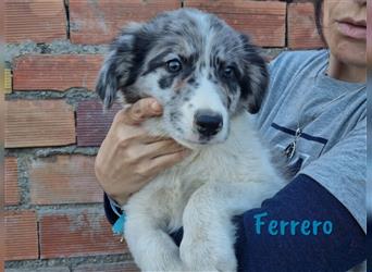 Ferrero 09/2022 (ESP) - verschmuster und verspielter Border Collie-Mix